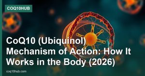 CoQ10 (Ubiquinol) Mechanism of Action: How It Works in the Body (2026)